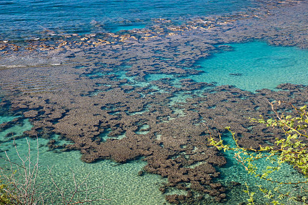 istock The Reef at Hanauma Bay on Oahu Hawaii 183357820
