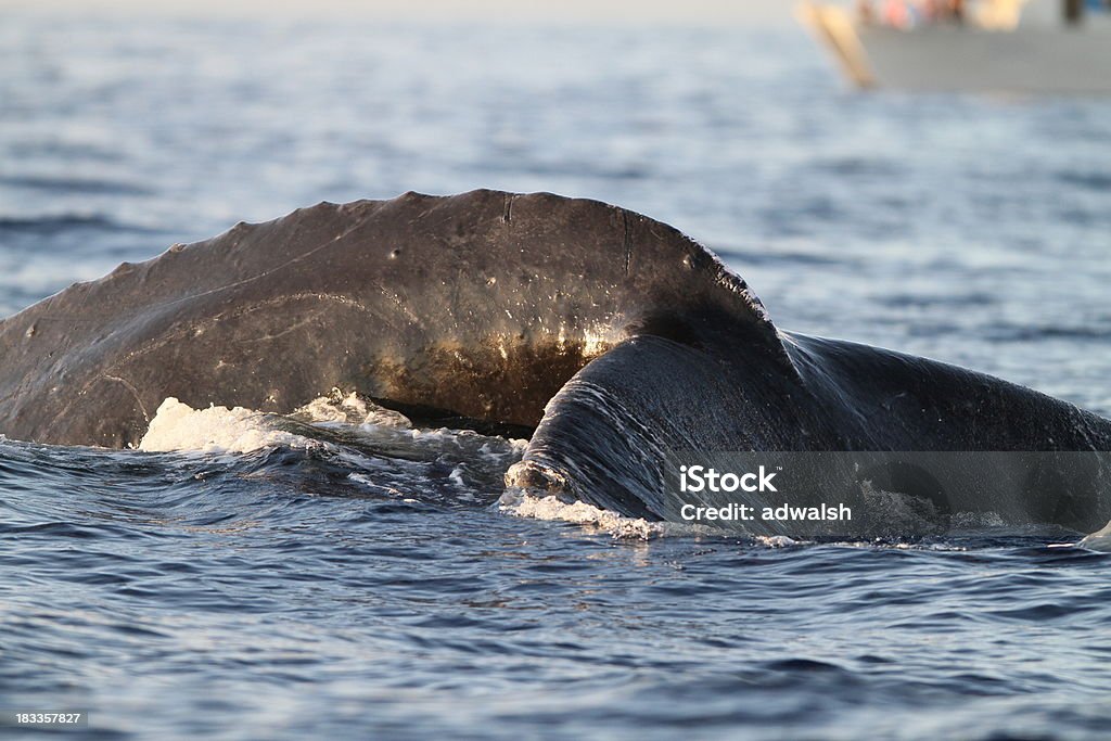 Humpback Whale Tail Humpback whale preparing to dive Animal Stock Photo