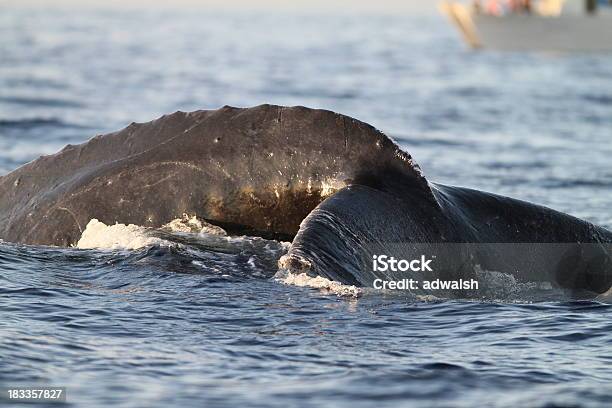 Humpback Whale Tail Stock Photo - Download Image Now - Animal, Animal Fin, Aquatic Mammal