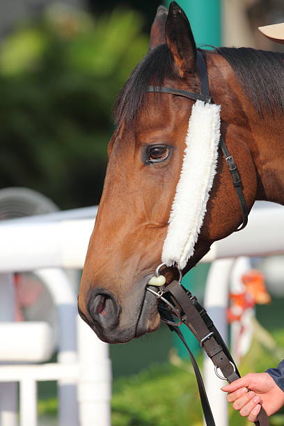 istock Horse head with Side Winkers 183357874