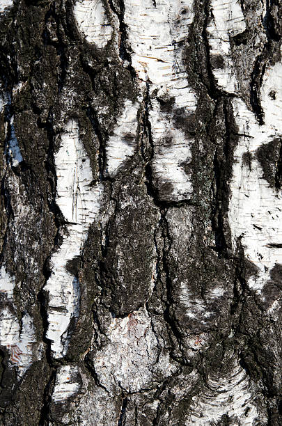 Photo of Tree bark texture
