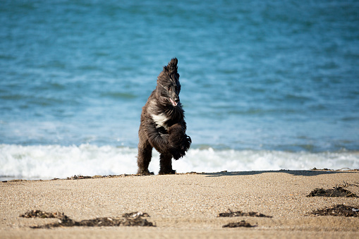 Portrait of Funny Afghan Hound young dog having fun on the beach. Afghan hound puppy running at the seaside