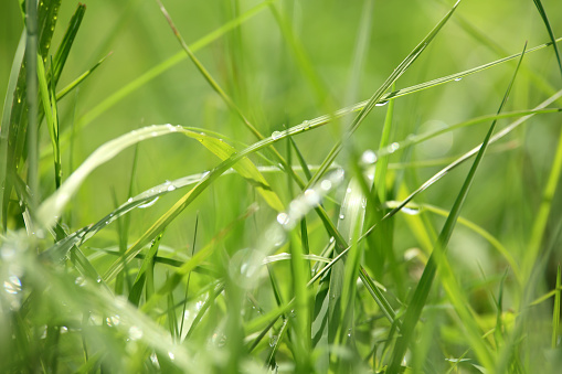 close up shot of green grass.