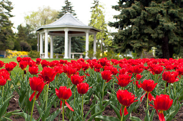 Tulips in Spring Red tulips in a spring flower garden with a gazebo in the background. kitchener ontario photos stock pictures, royalty-free photos & images