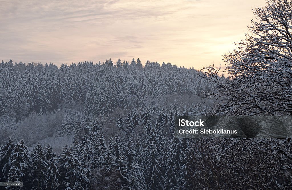 Spruce wood in Germany covered with first snow in_winter. Spruce wood in Germany covered with first snow in winter. Backgrounds Stock Photo