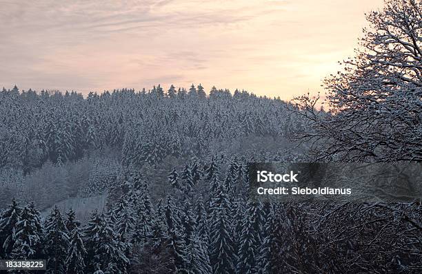 Spruce Wood In Germany Covered With First Snow Inwinter Stock Photo - Download Image Now