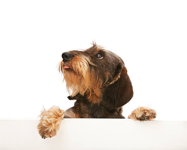 Cute wire-haired dachshund looking up at copy space stock photo
