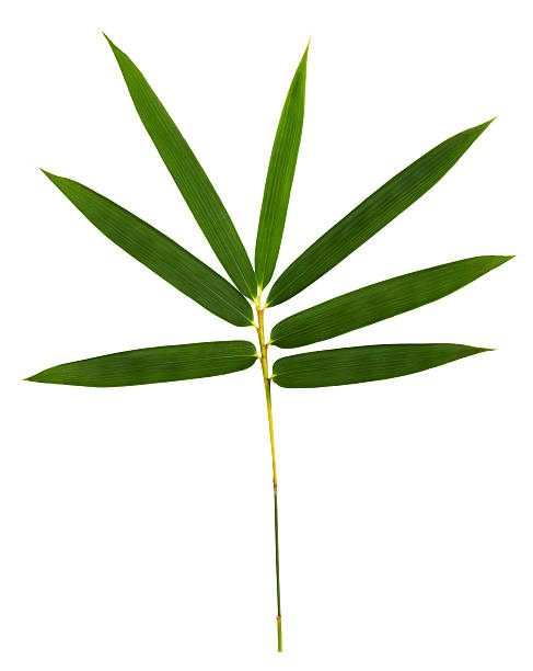 istock Bamboo leaves isolated on white with clipping path. 183358665