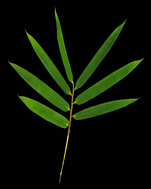 Bamboo leaves isolated on black with clipping path.