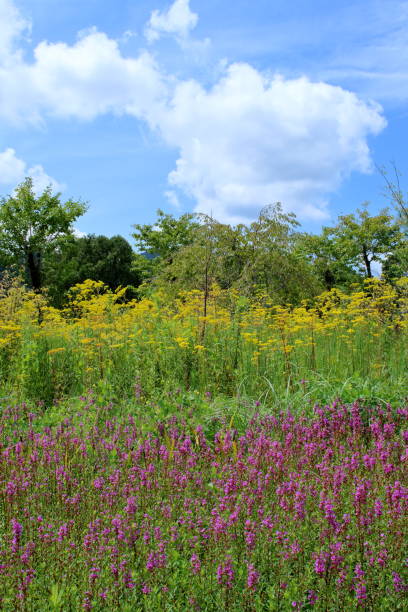 istock Autumn scenery with purple Lythrum and Golden lace
 (Hoshigaoka Park, Mihara Village, Kochi Prefecture) 1833588404