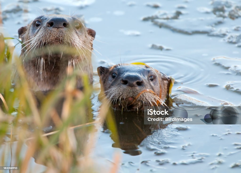 Lontra-de-rio Esconder e Procurar - Royalty-free Lontra-de-rio Foto de stock