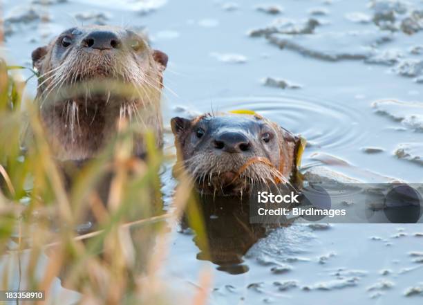 Lontraderio Esconder E Procurar - Fotografias de stock e mais imagens de Lontra-de-rio - Lontra-de-rio, Rio, Animal