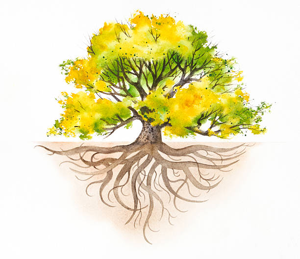 ilustrações, clipart, desenhos animados e ícones de a majestosa tree with roots - tree root family tree watercolor painting