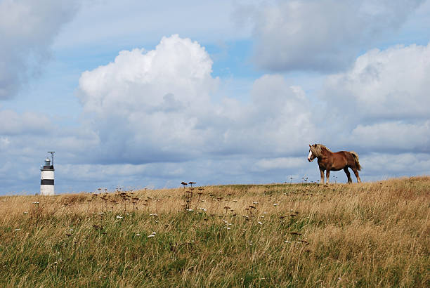 istock Horse on meadow with lighthouse in the background 183359191