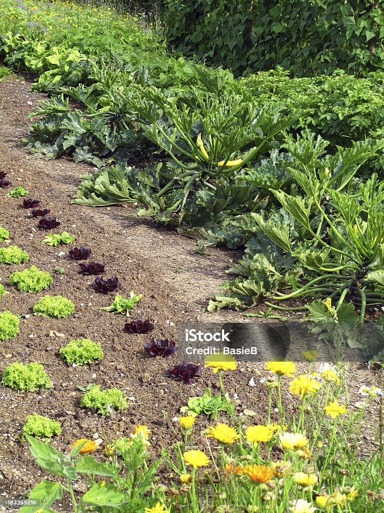 Gemüsegarten - Lizenzfrei Agrarland Stock-Foto