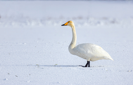 Swan on a agricultural field farm land covered in snow and the swan have to dig in the snow to find food
