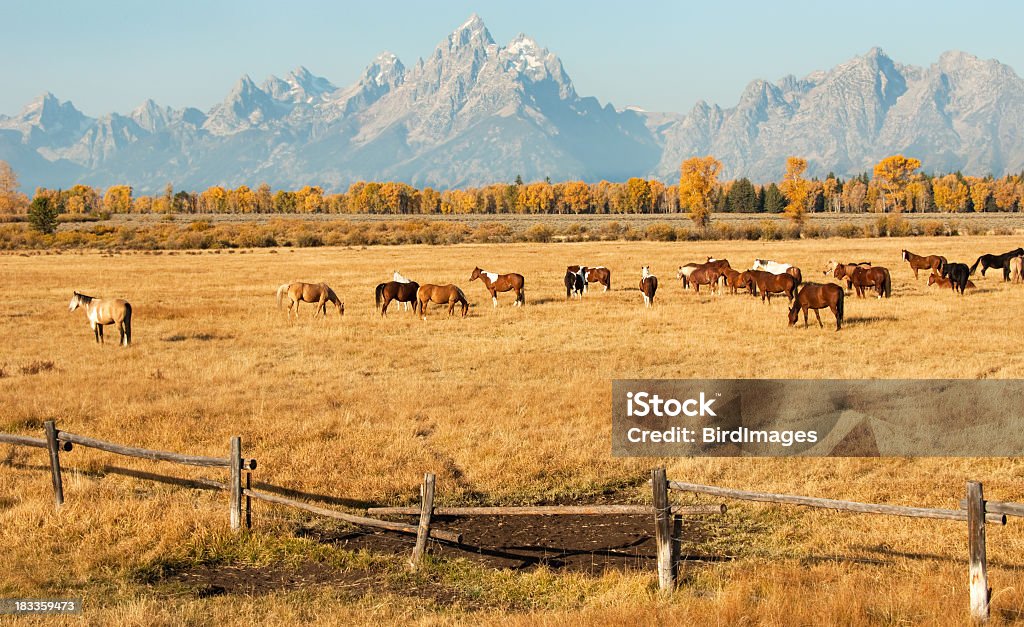 Wyoming Koń w stylu Pasmo górskie Teton w tle - Zbiór zdjęć royalty-free (Koń)