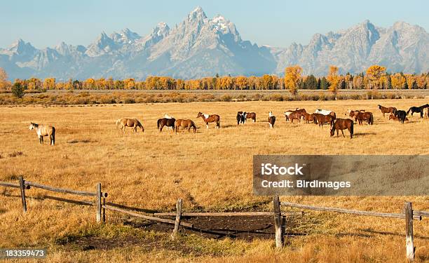 Wyoming Koń W Stylu Pasmo Górskie Teton W Tle - zdjęcia stockowe i więcej obrazów Koń - Koń, Park Narodowy Grand Teton, Stan Wyoming