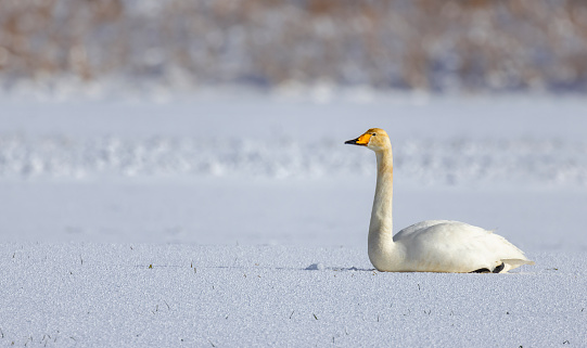 Swan on a agricultural field farm land covered in snow and the swan have to dig in the snow to find food