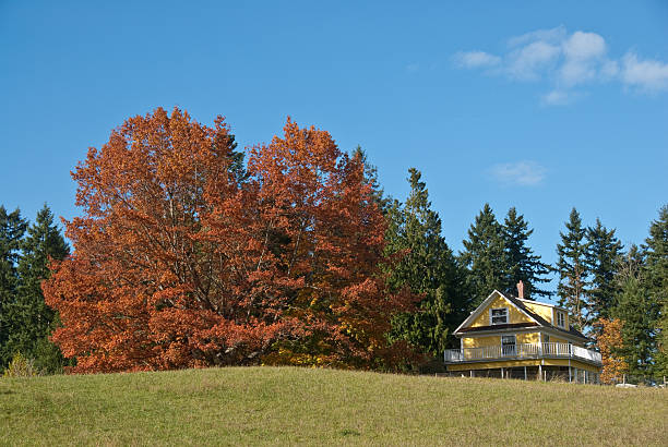 istock Old Yellow Farmhouse in the Fall 183359556