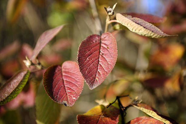 istock Red leaves in the autumn sun 183359977