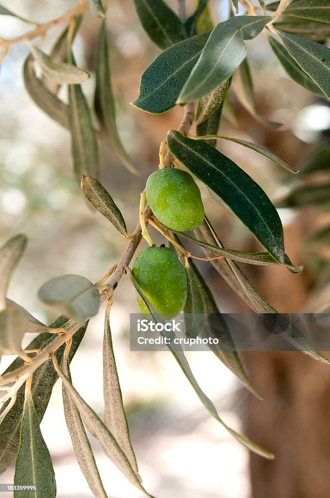 Des olives vertes sur tree - Photo de Agriculture libre de droits