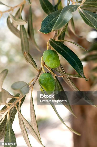 Olive Verdi Fresche Sulla Struttura - Fotografie stock e altre immagini di Acerbo - Acerbo, Agricoltura, Albero