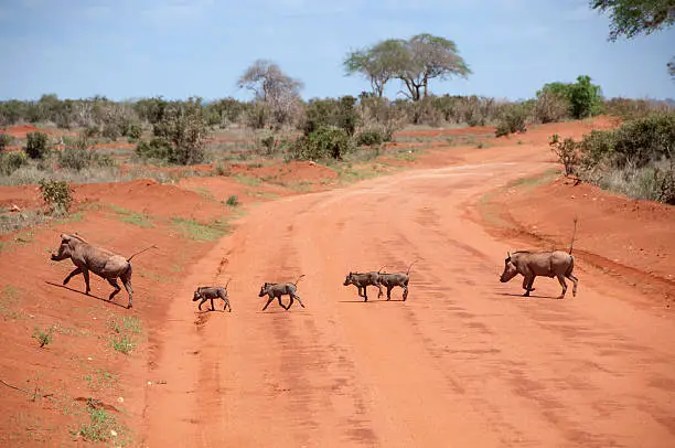 "Common Warthog (Phacochoerus africanus) family crossing the Road, Kenya"