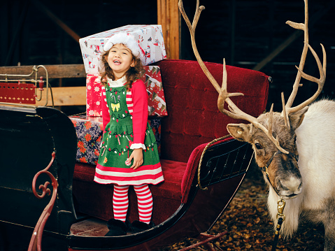 A 3 year old girl dressed as Santa’s Helper on Christmas, in a sleigh full of presents with a domesticated reindeer standing beside her.