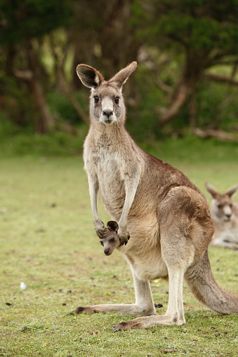 Kangaroo With A Joey In Her Pouch And Kangaroos Behind Stock Photo ...