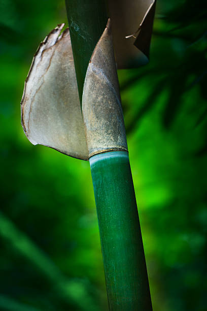 Detail of a Bamboo Tree stock photo