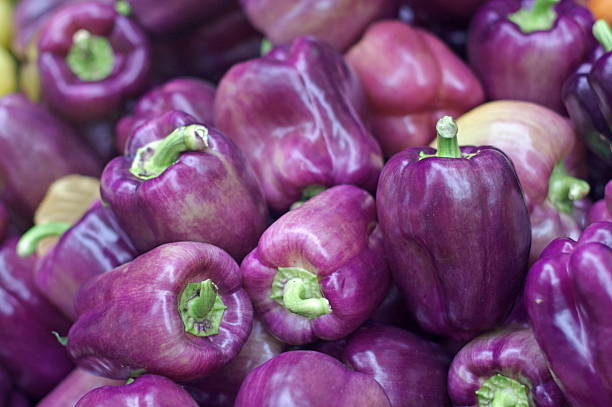Purple bell peppers stock photo