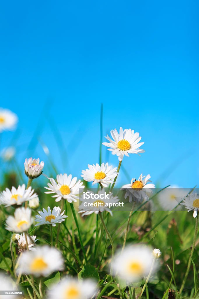 Close-up of white daisies on a meadow against the blue sky Daisies on meadow, selective focus, blue background. Adobe RGB Blue Stock Photo