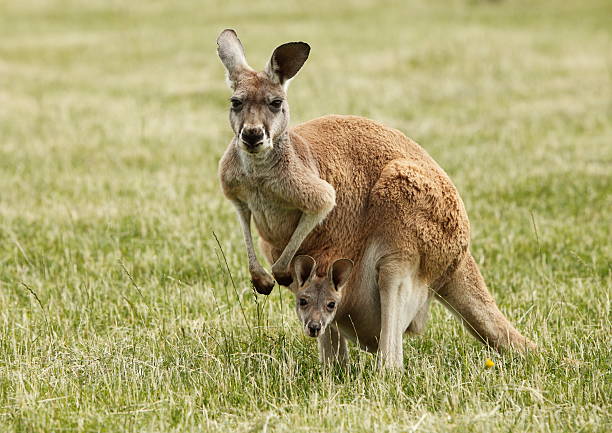 Kangaroo and Joey "Kangaroo and Joey. Victoria, Australia." kangaroo stock pictures, royalty-free photos & images