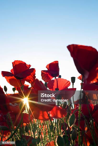 Sommer Mohn Feld Stockfoto und mehr Bilder von Remembrance Day - Remembrance Day, Kriegsveteranen-Gedenktag, Mohn - Pflanze