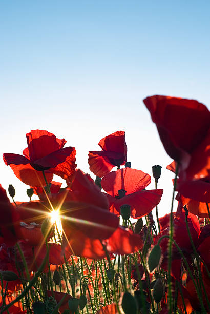 papoula campo de verão - poppy field remembrance day flower - fotografias e filmes do acervo