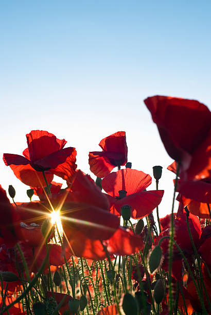 летний мак поле - flower red poppy sky стоковые фото и изображения