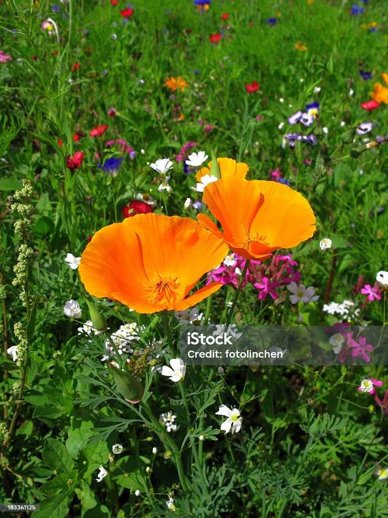 Wildblumen - Lizenzfrei Alternative Medizin Stock-Foto