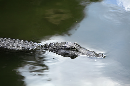close up shot of  alligator in water in FL, USA