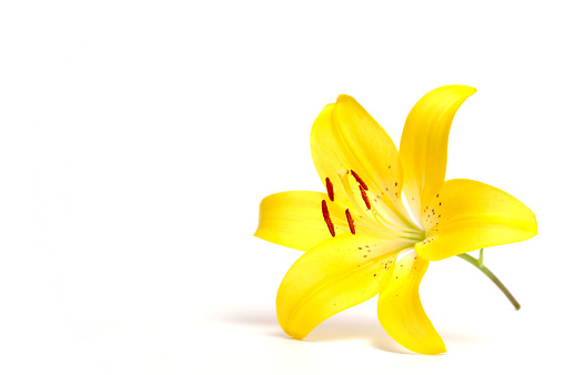 Yellow canna lily flower isolated on white