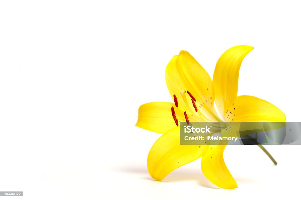 Lírio amarelo - Royalty-free Lírio Foto de stock