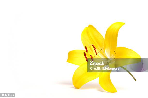 Lírio Amarelo - Fotografias de stock e mais imagens de Lírio - Lírio, Amarelo, Figura para recortar