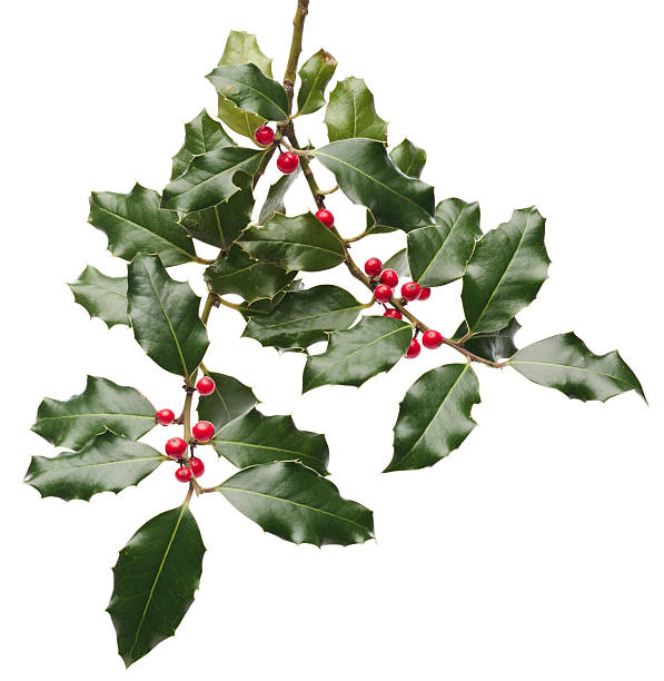 Holly twig Holly twig on white background winterberry holly stock pictures, royalty-free photos & images