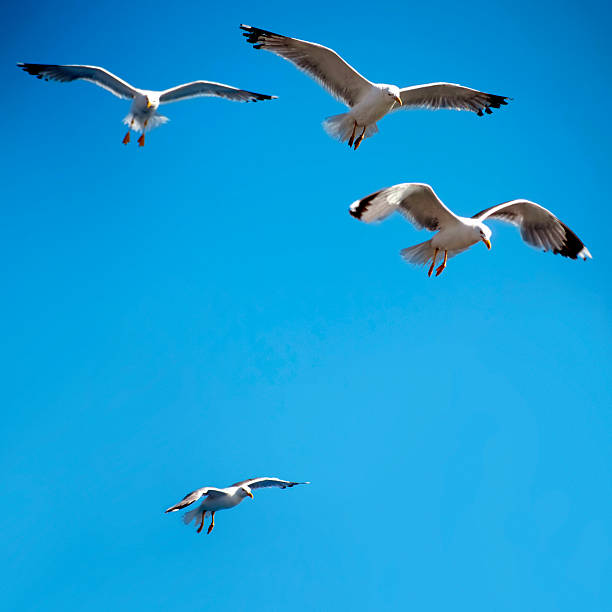 istock group of flying seagulls 183361188