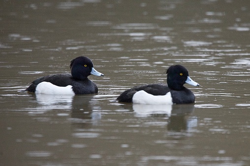 Two tufted ducks swimming in the water