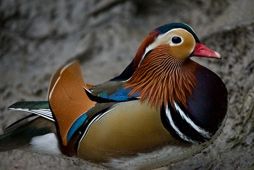 Mandarin duck out of water male