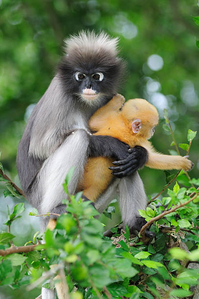 Dusky Leaf Monkey stock photo