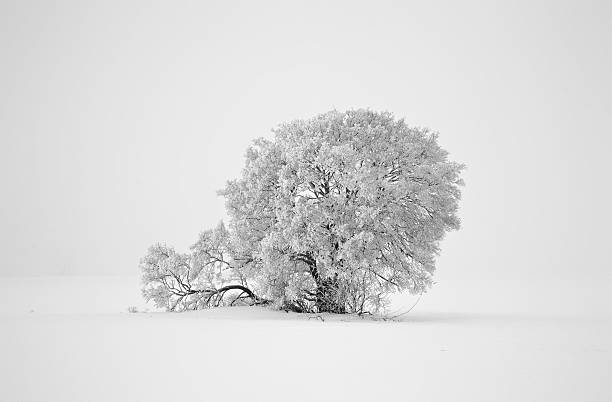 istock Winter landscape - single tree in the fog 183361593