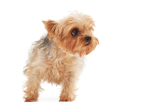 istock Cute Yorkshire Terrier looking away against white 183361675