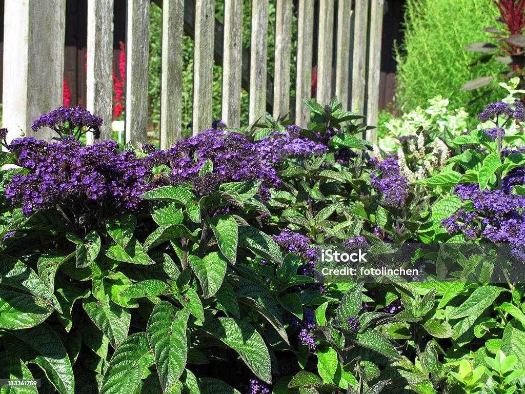 Heliotropium arborescens no Jardim de ervas - Royalty-free Baunilha - Condimento Foto de stock